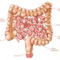 Colon intestin grele fr en images