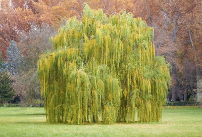 Mainimage 400x271