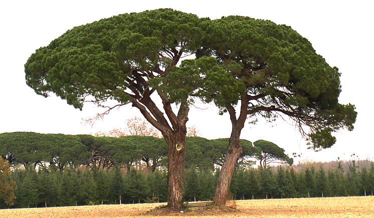 Pinus pinea